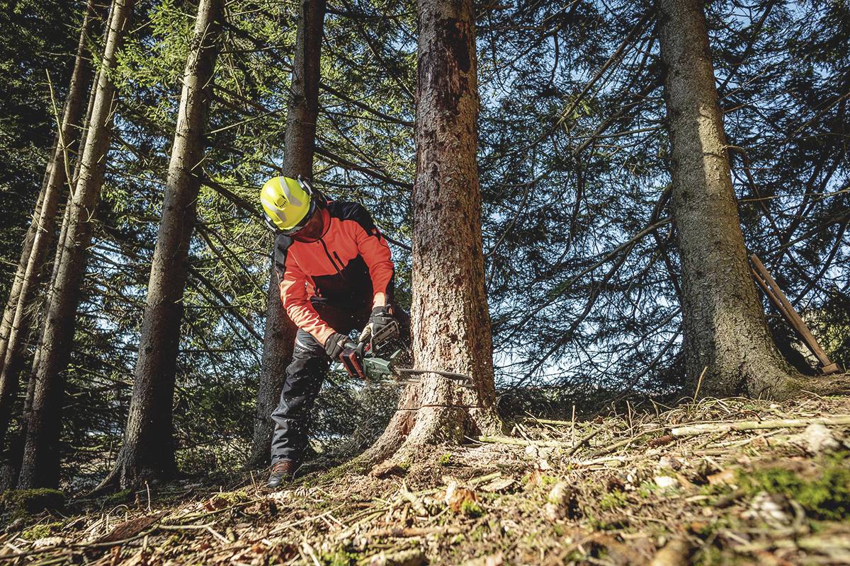Eine Person mit Schutzhelm und orangefarbener Jacke fällt mit einer Motorsäge in einem Wald einen Baum.