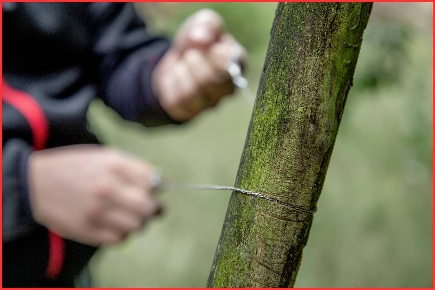 Eine Person verwendet eine Drahtsäge, um einen Ast im Wald zu durchtrennen. Der Ast ist grün und mit Moos bedeckt.