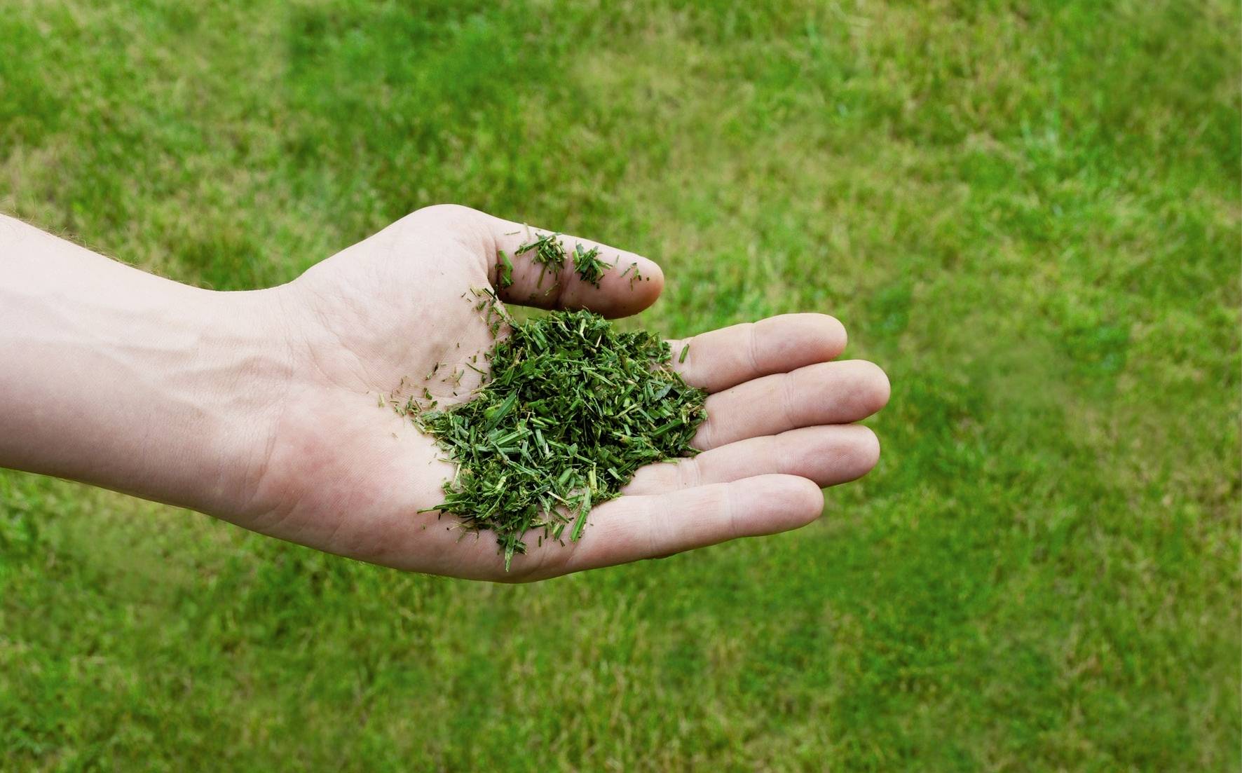 Eine Hand hält frisches, grünes Gras über einem Rasen.
