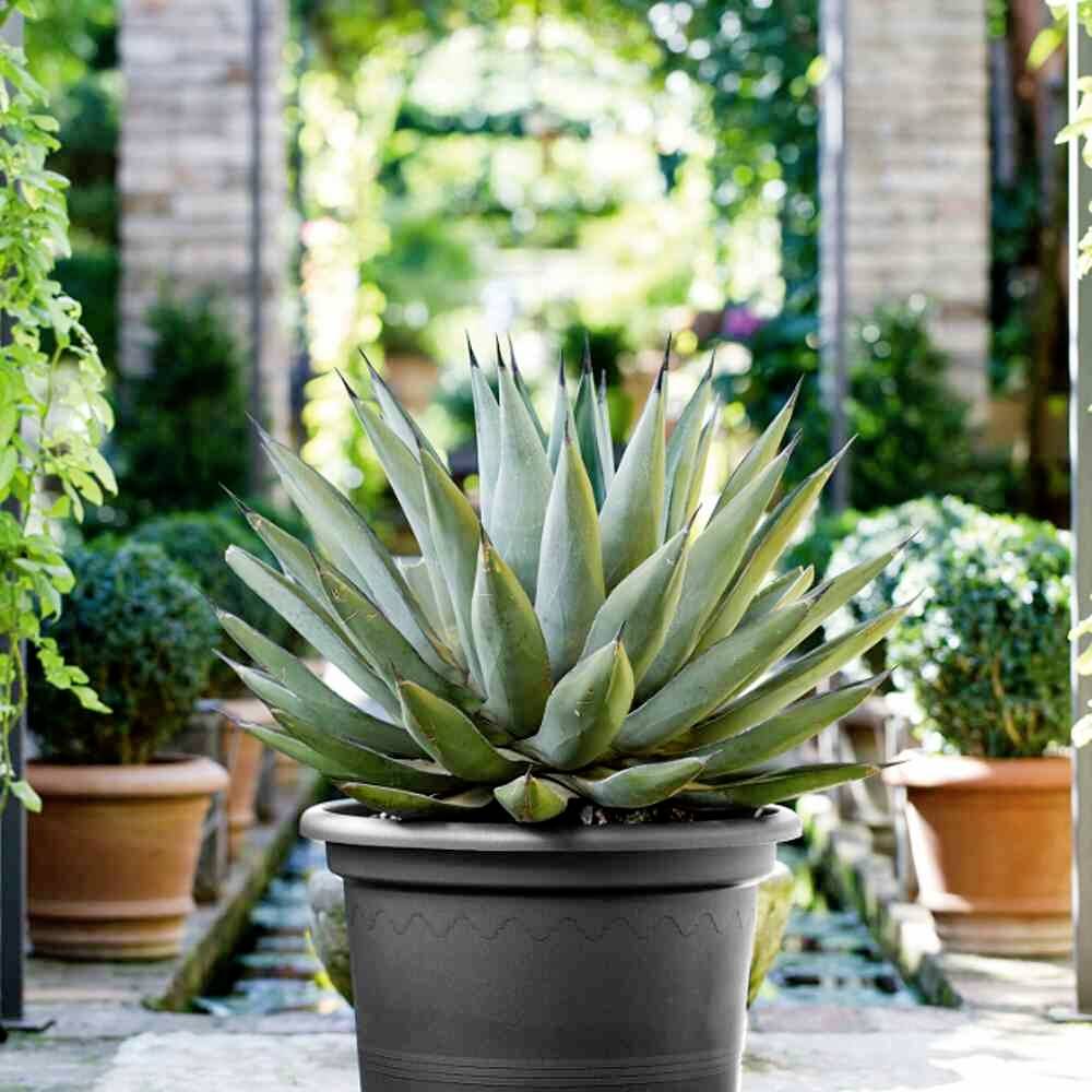 Euro3plast Geo 2058.62Pflanzgefäß Kunststoff Anthrazit