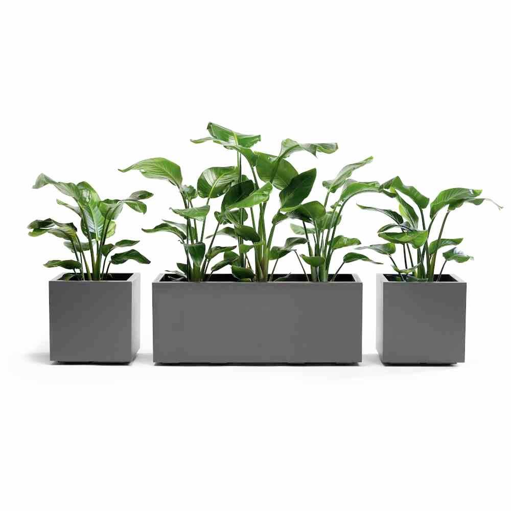 Euro3plast Greener KEBE 3157.62Pflanzkasten Kunststoff Anthrazit