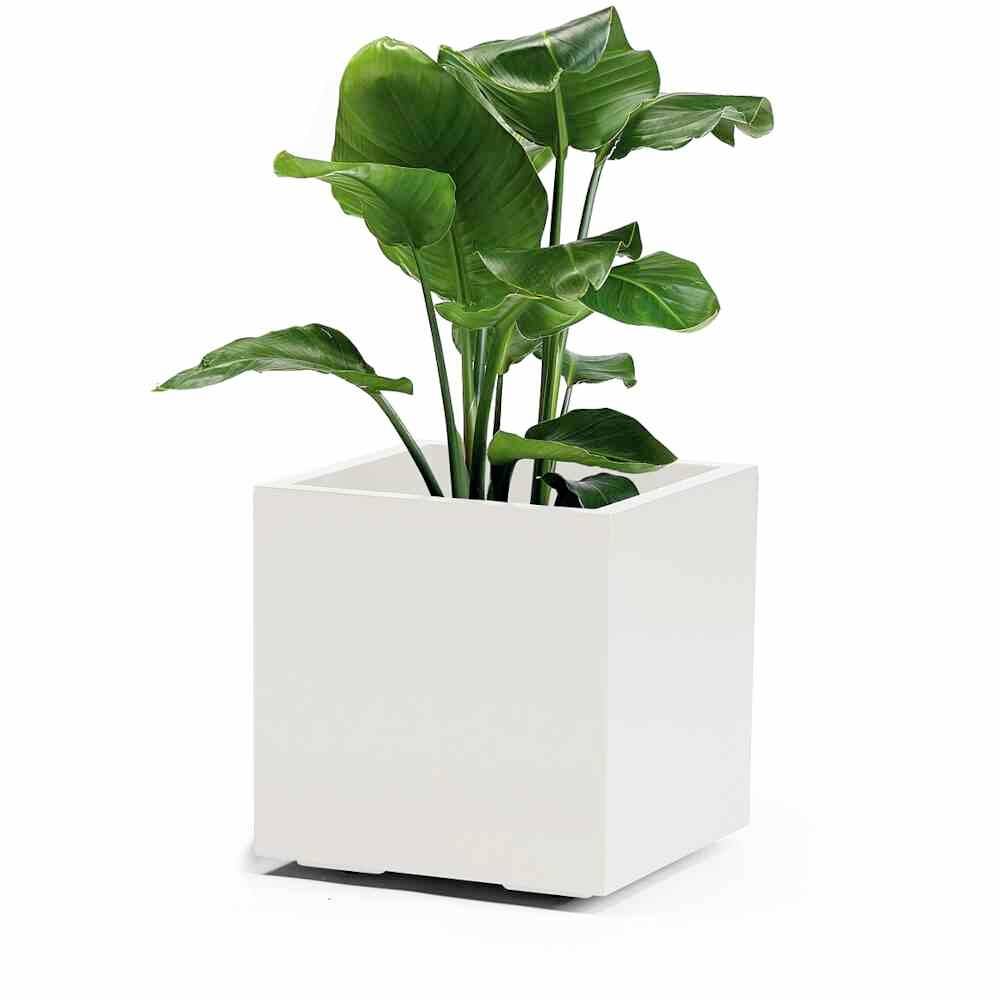 Euro3plast Greener KEBE 3157.03Pflanzkasten Kunststoff Weiß