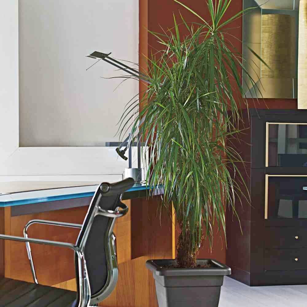 Euro3plast Krea 1706.62Pflanzgefäß Kunststoff Anthrazit