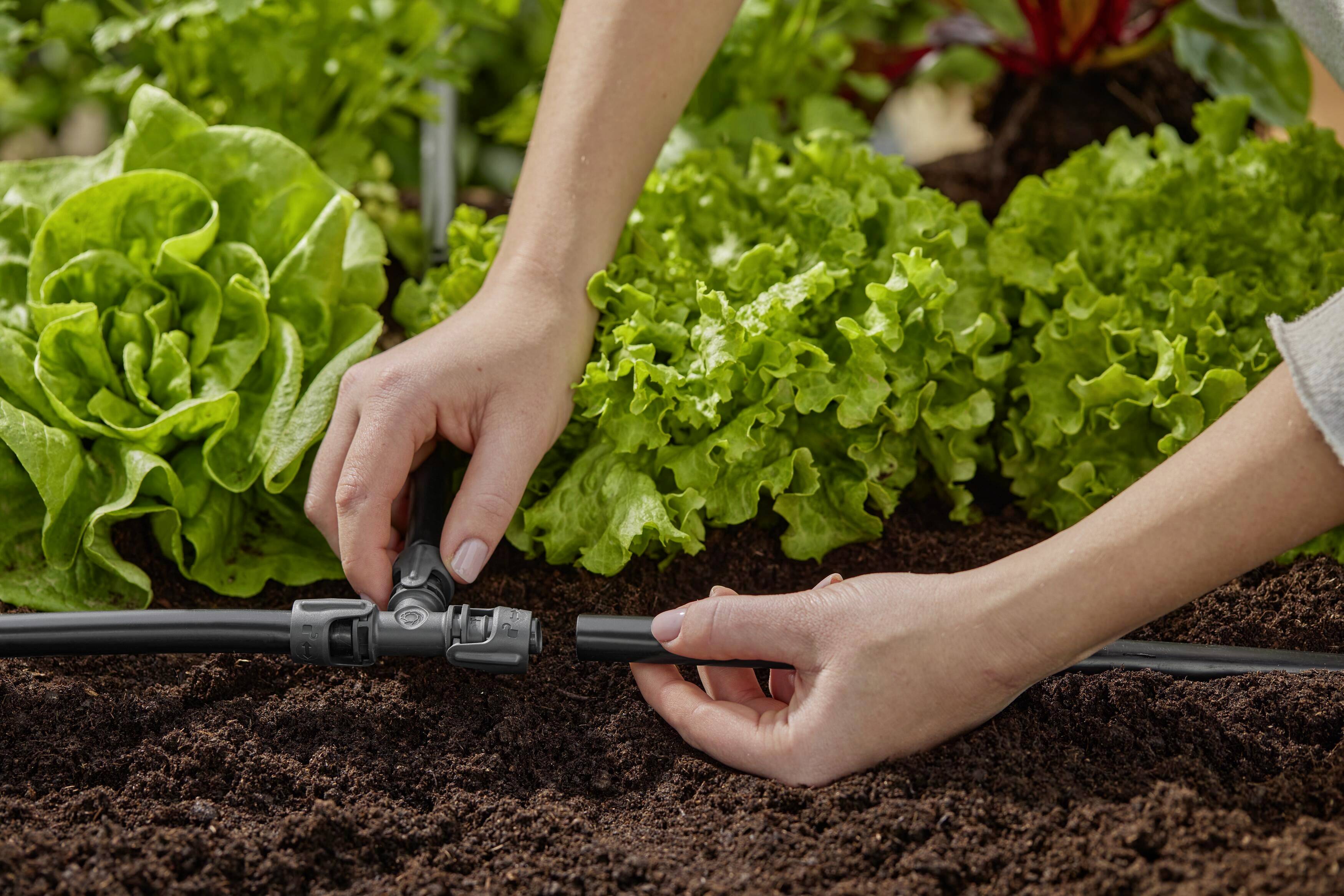 Hände montieren ein Bewässerungssystem in einem Gemüsegarten mit Salatköpfen auf dunklem Erdboden.
