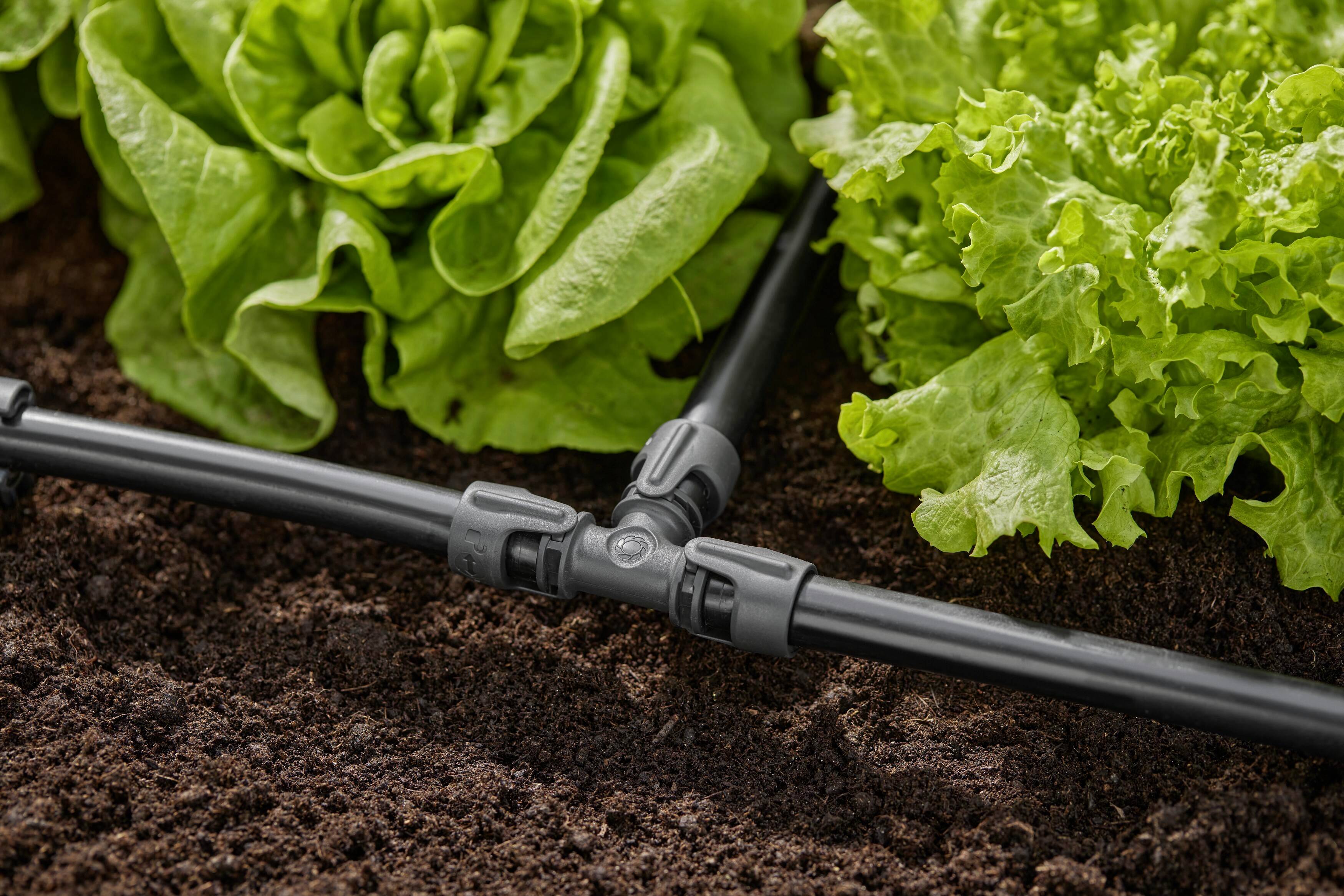 Ein Tropfbewässerungssystem liegt zwischen grünen Salatpflanzen auf brauner Erde, zeigt nachhaltige Anbaumethoden im Gartenbau.