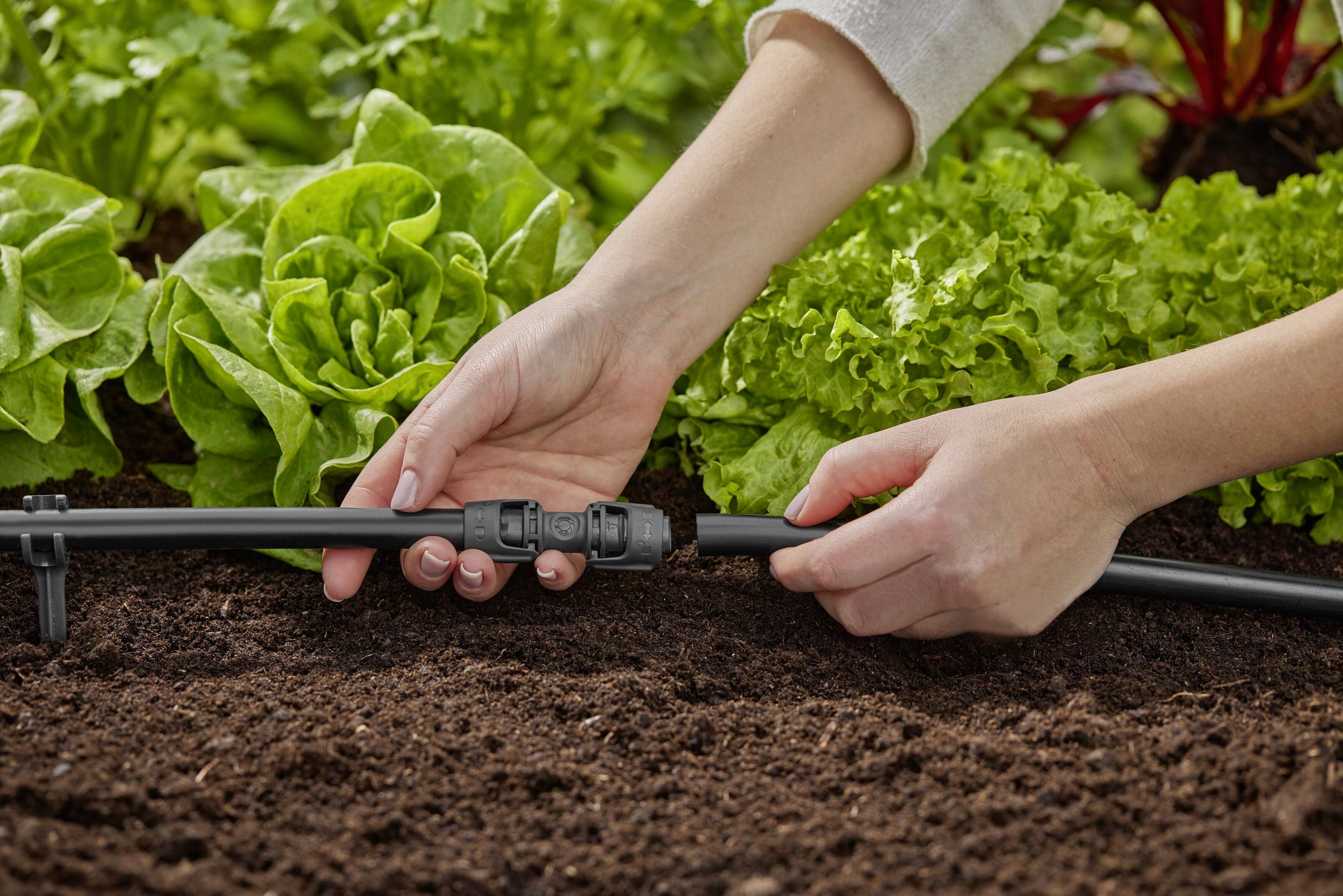 Eine Person verbindet Schläuche eines Bewässerungssystems in einem Garten mit grünen Salatpflanzen auf dunkler Erde.