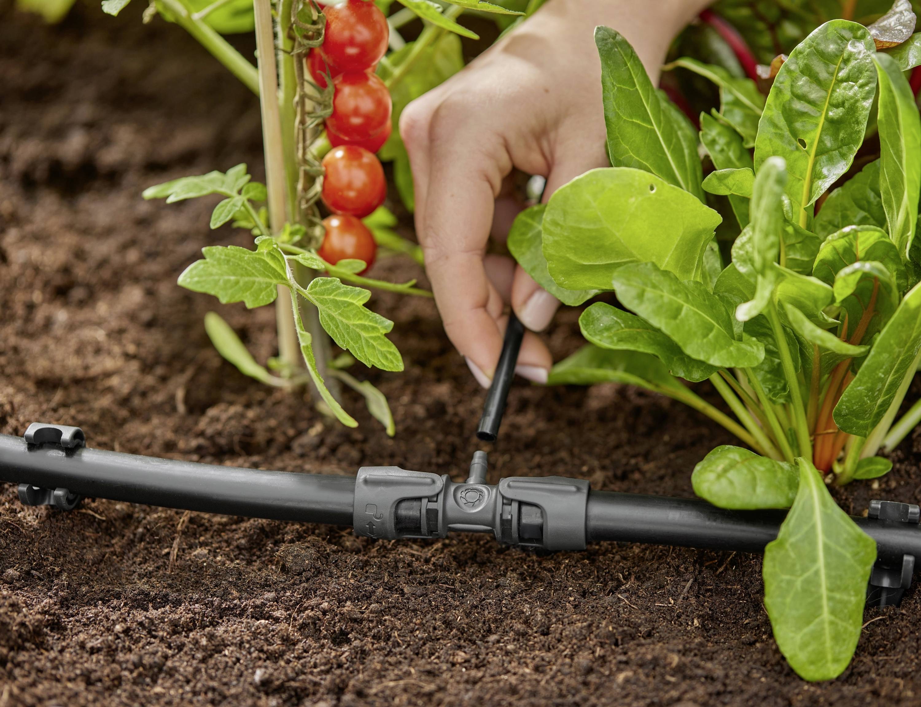 Eine Person justiert ein Gartenbewässerungssystem zwischen Tomaten- und Blattgemüsepflanzen und gewährleistet so den Wasserfluss für ein optimales Pflanzenwachstum.