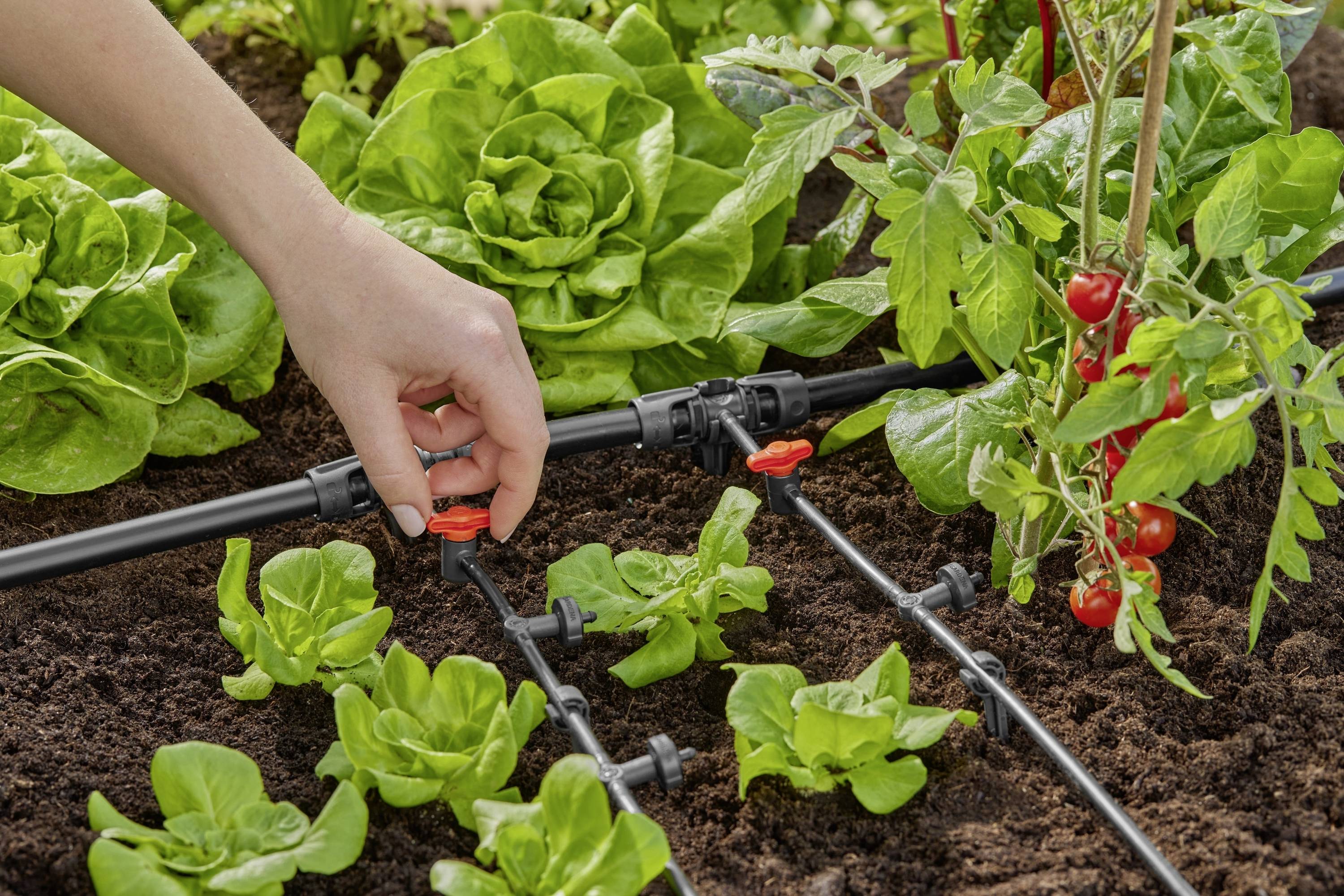 Hand, die ein Tropfbewässerungssystem in einem Gemüsegarten mit Salat- und Tomatenpflanzen einstellt, um die Bewässerung zu optimieren.