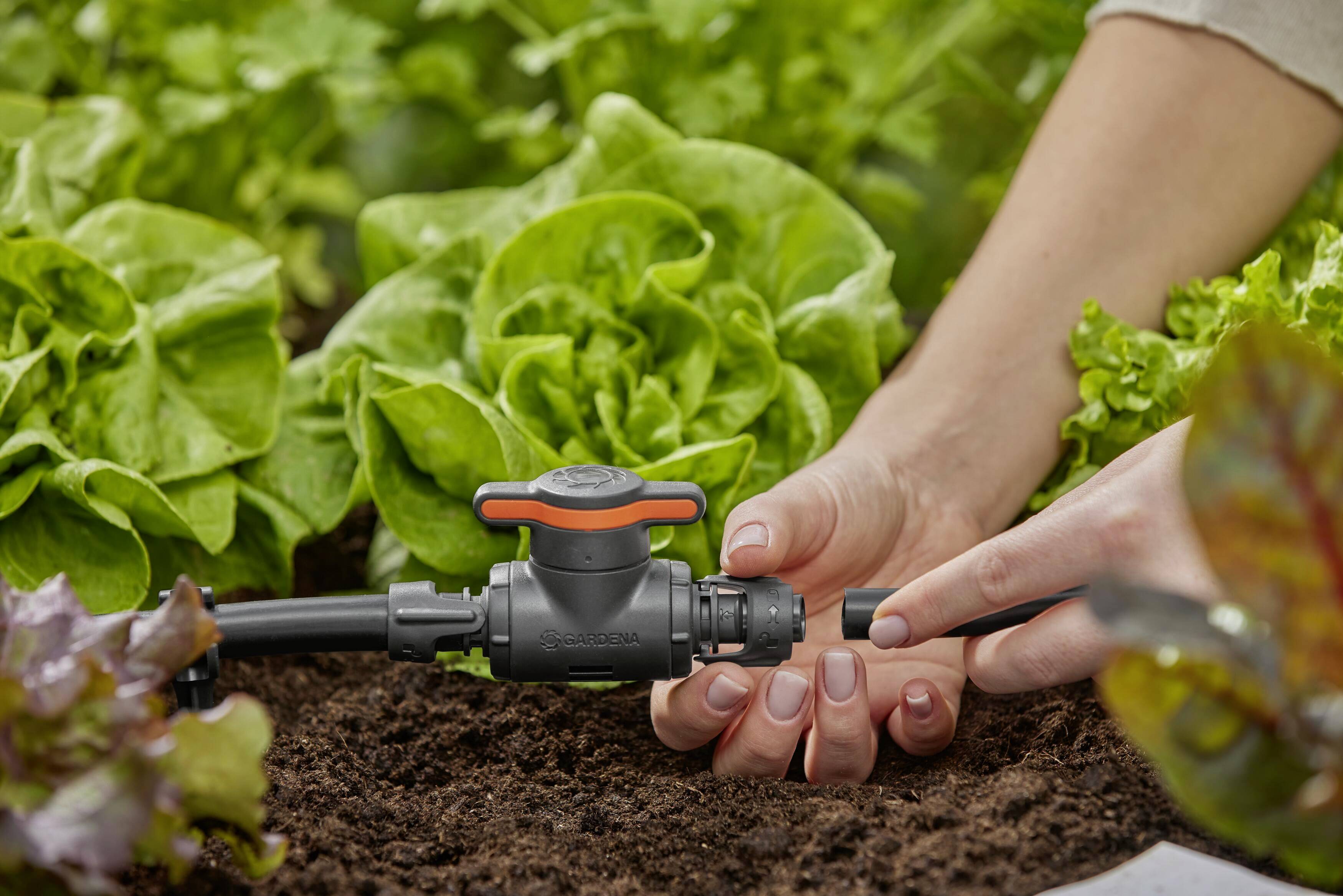 Eine Person montiert ein Bewässerungsventil in einem Gartenbeet zwischen Lattichpflanzen, um eine Tropfbewässerung einzurichten.