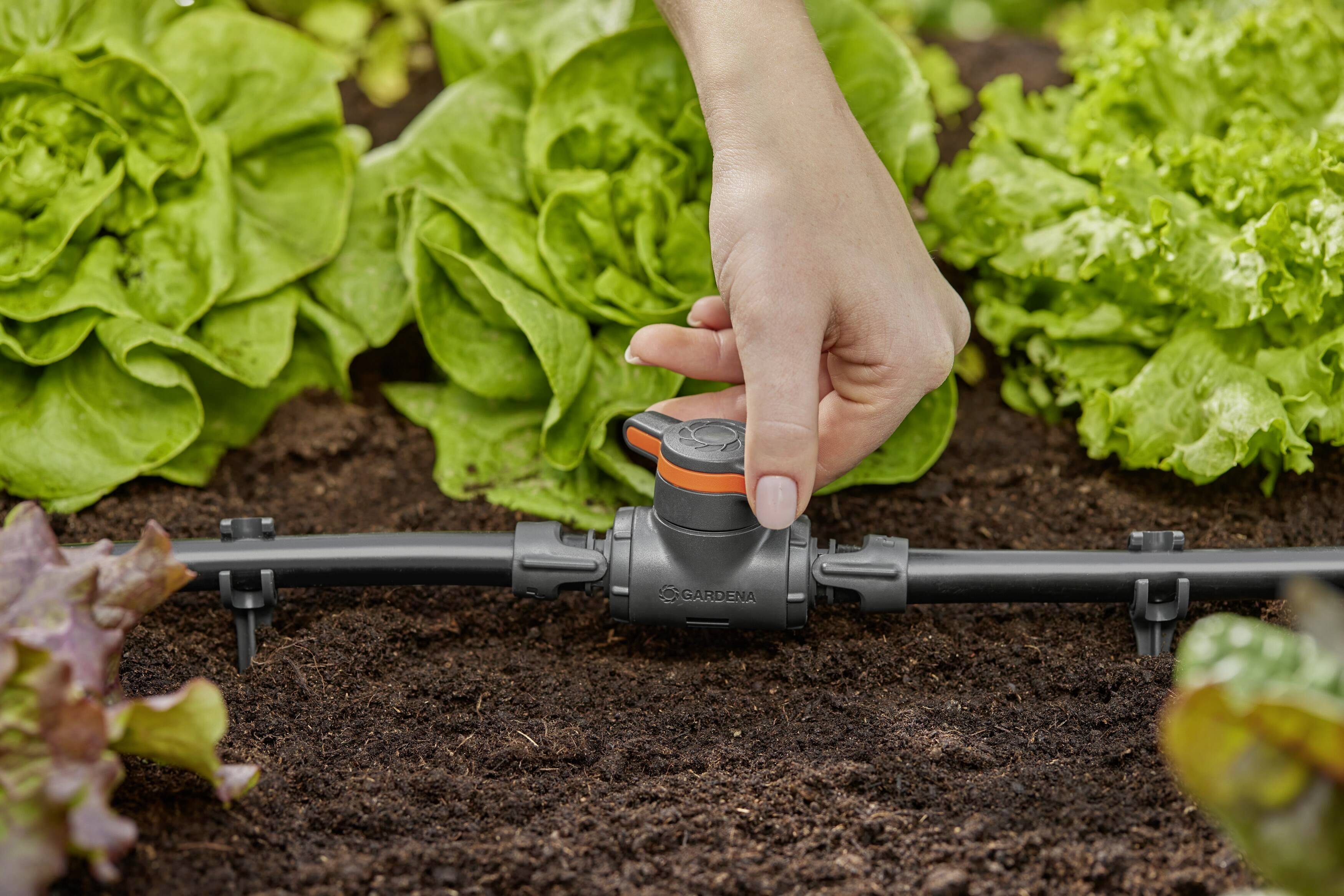 Eine Hand stellt das Ventil eines Gartenschlauchsystems zwischen großen Salatpflanzen ein.