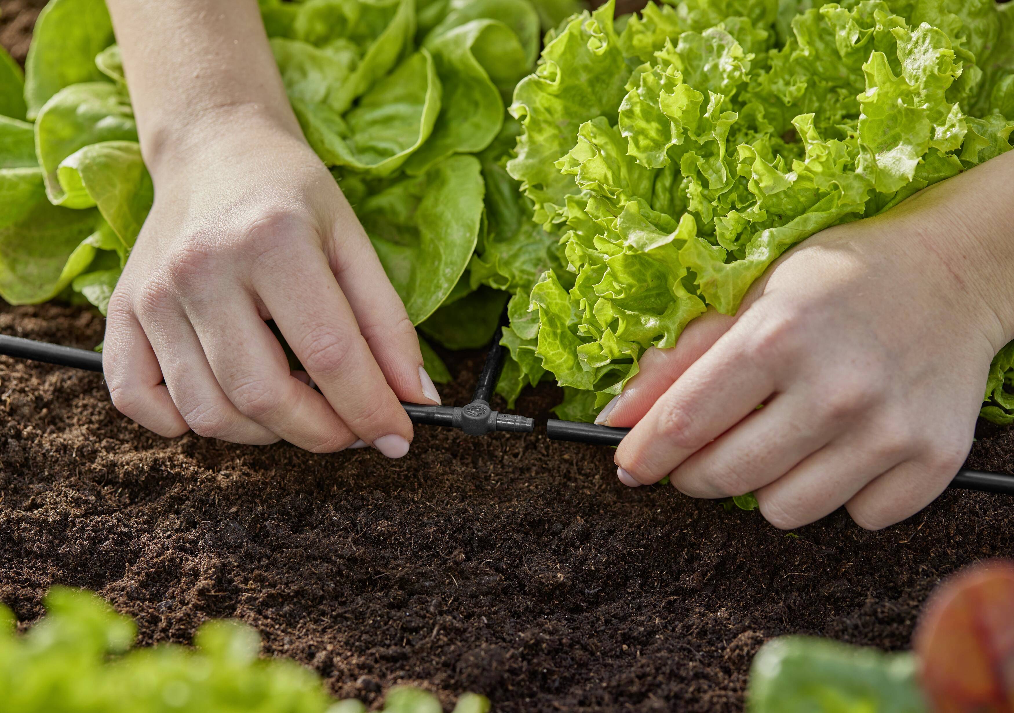 Person befestigt Schlauch an einem Bewässerungssystem im Garten, umgeben von Kopfsalatpflanzen in fruchtbarer Erde.