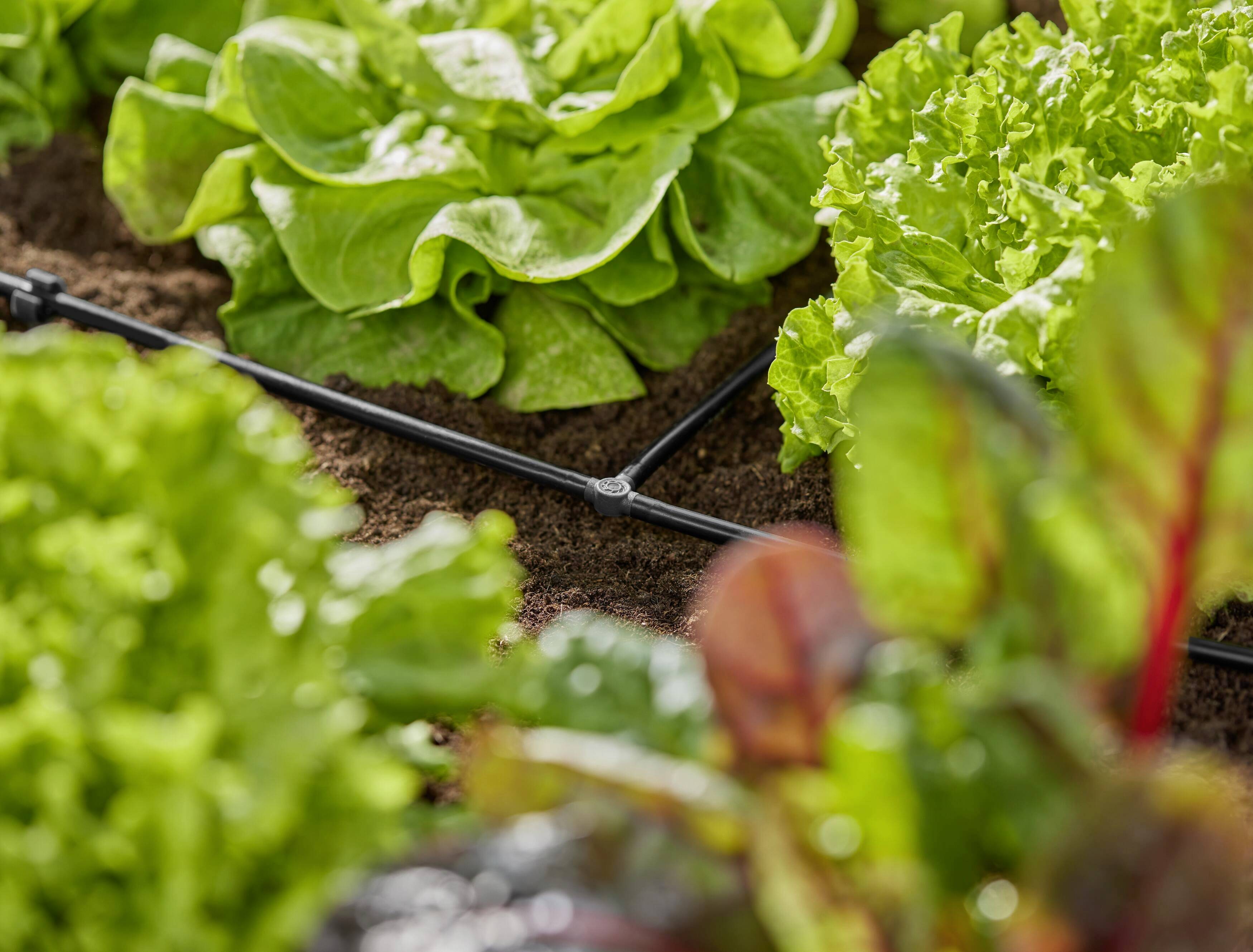 Salatköpfe wachsen in einer Gartenanlage mit Tröpfchenbewässerung. Im Vordergrund verschwommene Blätter einer anderen Pflanze.