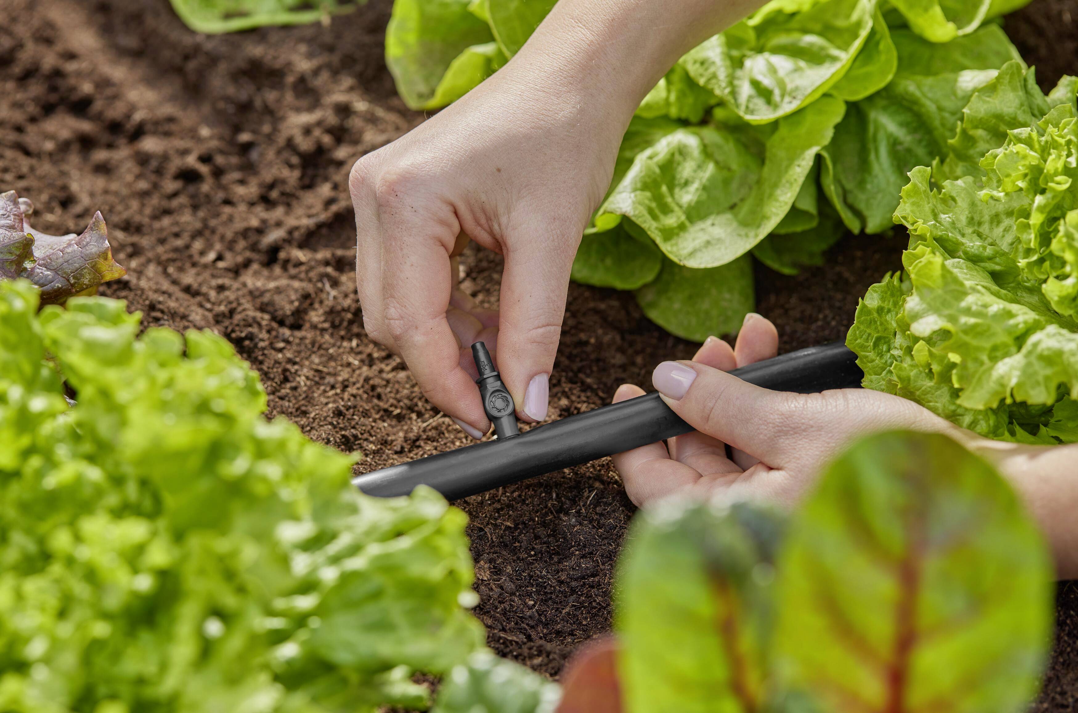 Hände justieren einen Bewässerungsschlauch im Garten, umgeben von Salatpflanzen.