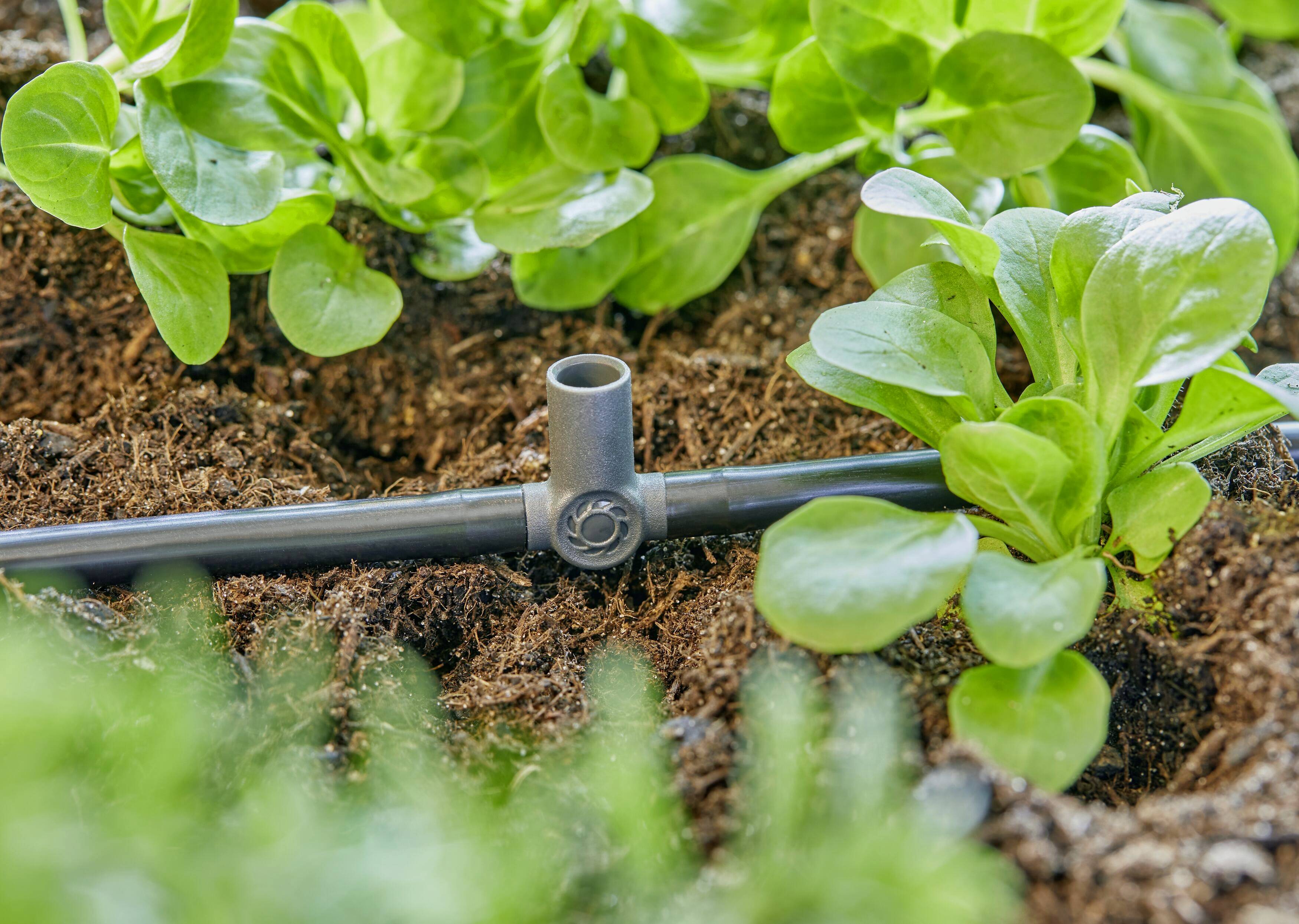 Ein Bewässerungssystem mit schwarzem Schlauch und grünem Pflanzenwachstum in Erde, zeigt effizientes Wassermanagement im Gartenbau.