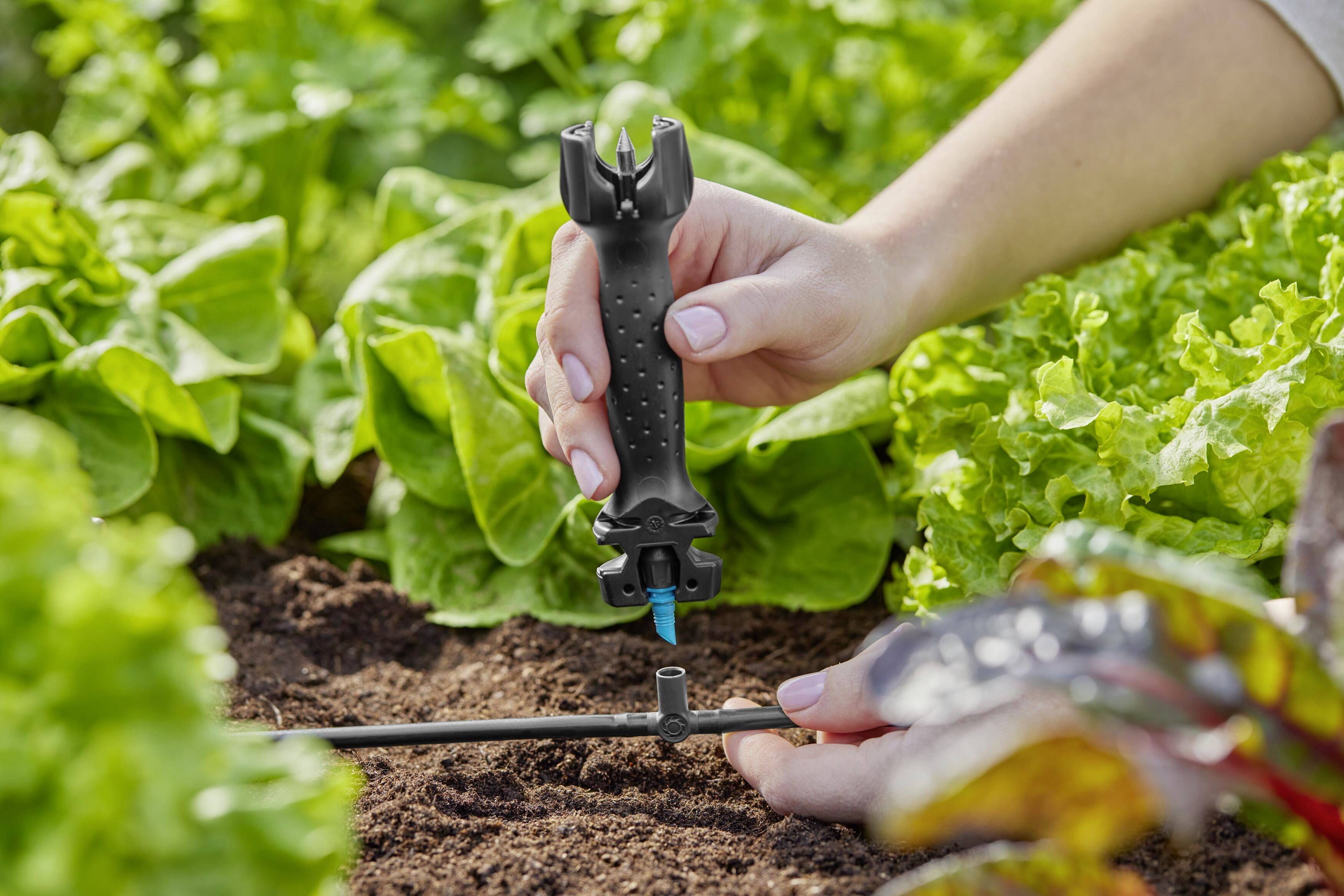 Eine Hand installiert ein Bewässerungssystem in einem Gemüsebeet mit frischem Salat.