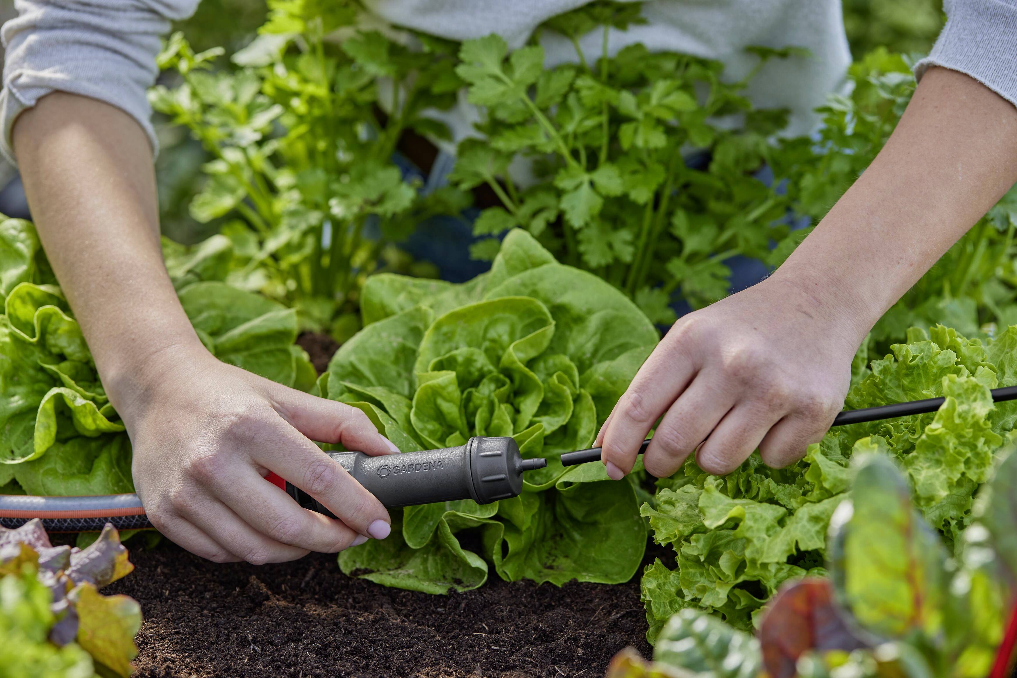 Eine Person installiert ein Tropfbewässerungssystem in einem Gemüsegarten, umgeben von Salatpflanzen.