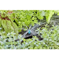 GARDENA Micro-Drip System Endkleinflächendüse 13mm (1/2") Ø 13306-20 GARDENA Micro-Drip System Endkleinflächendüse 13mm (1/2") Ø 13306-20