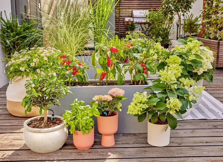 Eine lebendige Dachterrasse mit verschiedenen Topfpflanzen, darunter Blumen und Ziergräser, die auf einem Holzdeck angeordnet sind.