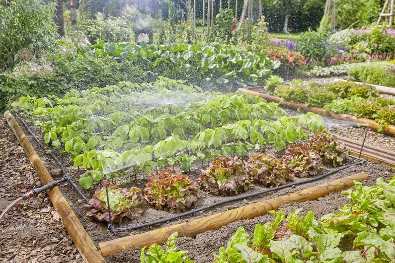 Ein Gemüsegarten mit Reihen von Blattgemüse und Salat, der von einem sanften Sprühregen bewässert wird. Üppiges Blattwerk und leuchtende Blumen umgeben das Areal.