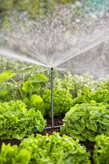 Eine Sprinkleranlage bewässert ein üppiges Beet mit grünem Blattgemüse und Pflanzen unter einem klaren blauen Himmel.