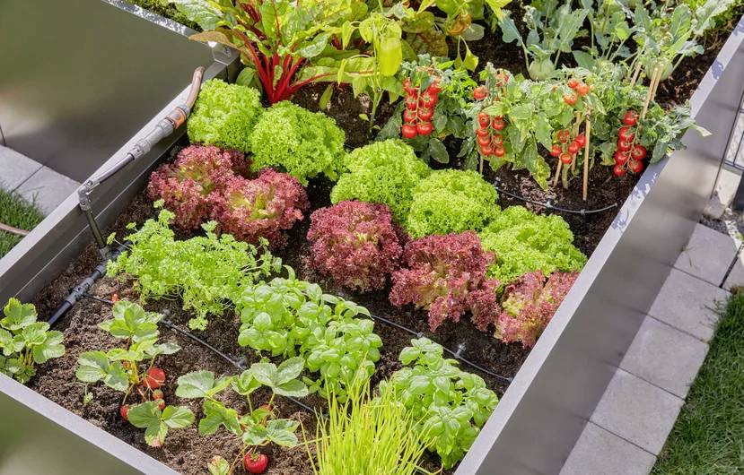Hochbeet mit Reihen von Gemüse und Kräutern, darunter rote und grüne Salate, Kirschtomaten an Ranken und Blattgemüse.