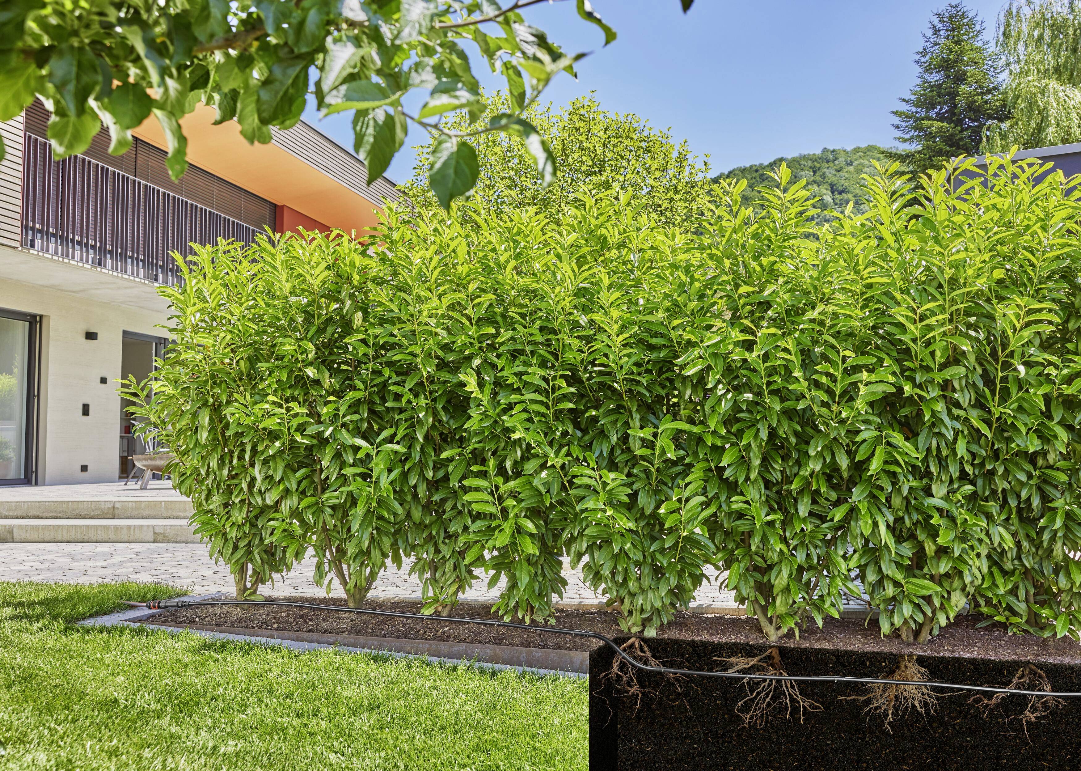 Grüne Hecke im Vordergrund eines modernen Hauses mit Balkon, umgeben von Bäumen, grasbewachsenem Garten und blauem Himmel im Hintergrund.