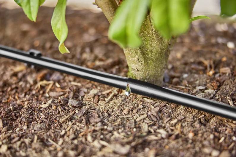Ein Tropfbewässerungssystem, das die Basis einer grünen Pflanze bewässert und dabei effiziente Wassernutzung in einer Gartenumgebung demonstriert.