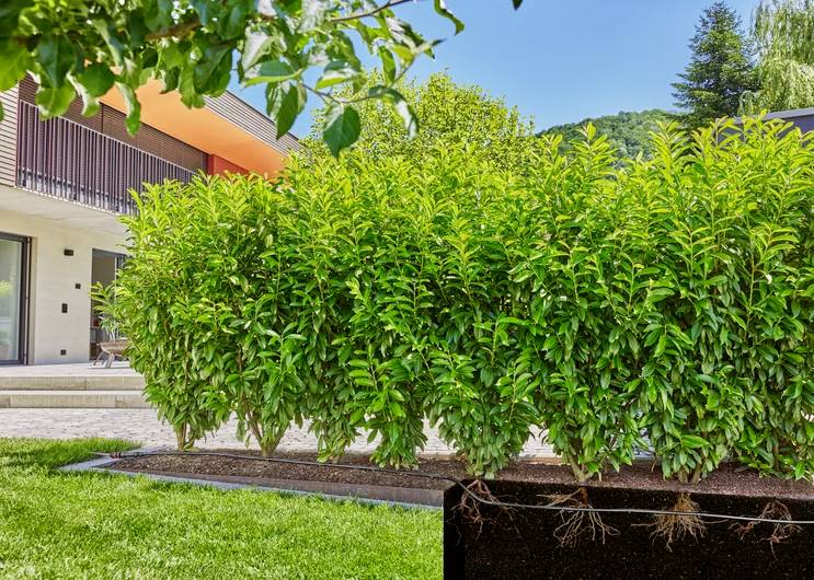 Eine üppige, grüne Hecke in einem gestalteten Garten, mit einem modernen Haus und Bäumen im Hintergrund unter einem klaren blauen Himmel.