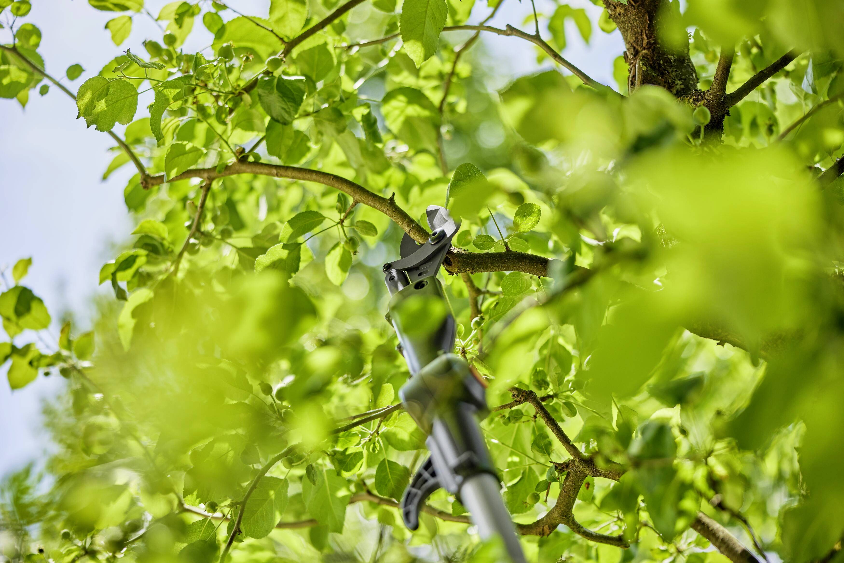Ein Astschneider schneidet einen Ast von einem Baum mit grünem Laub. Die Sonne scheint durch die Blätter und erschafft ein lebendiges Bild.