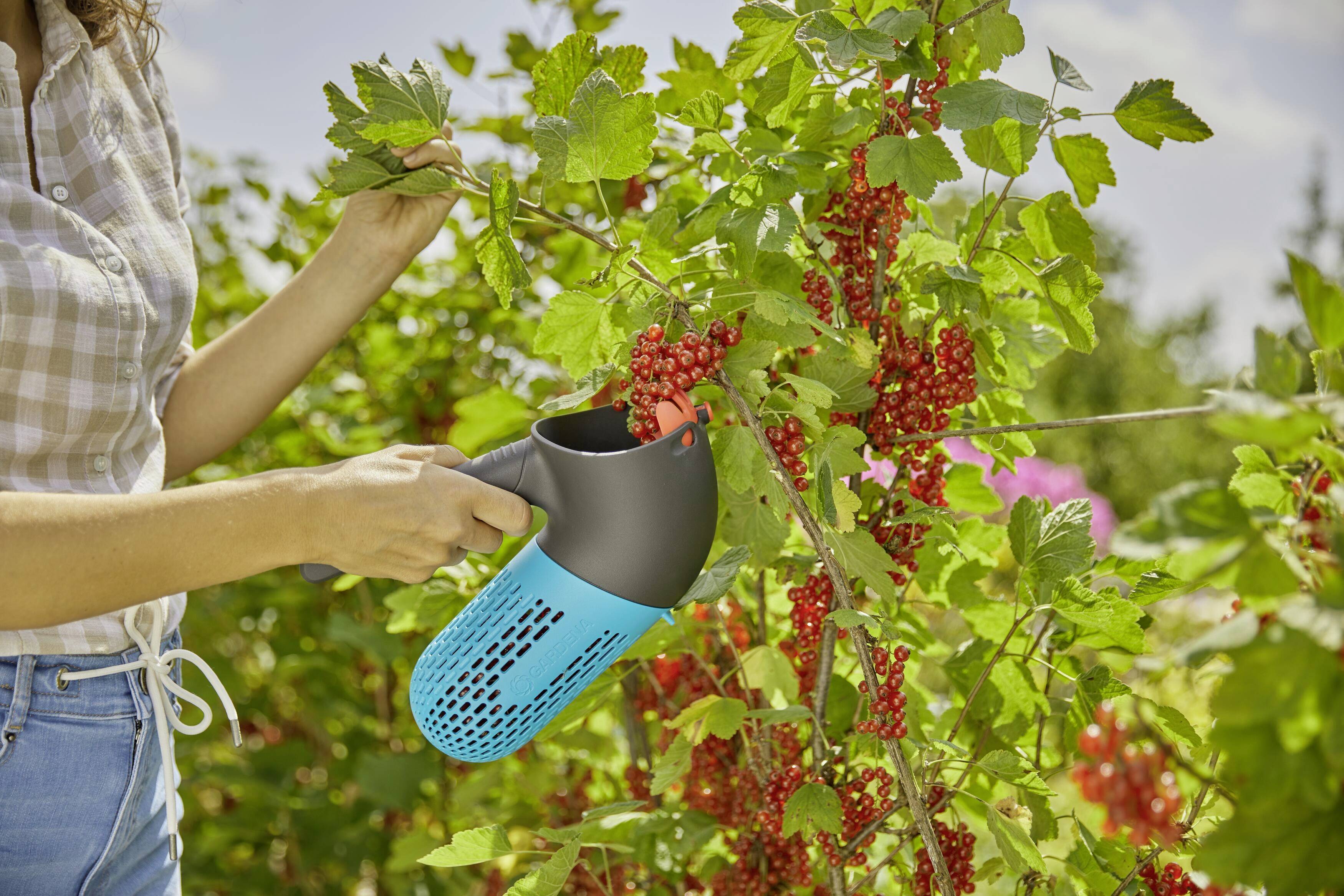 Eine Person erntet rote Johannisbeeren mit einem speziellen blauen Gerät in einem Garten. Die Sonne scheint, umgeben von Pflanzen.