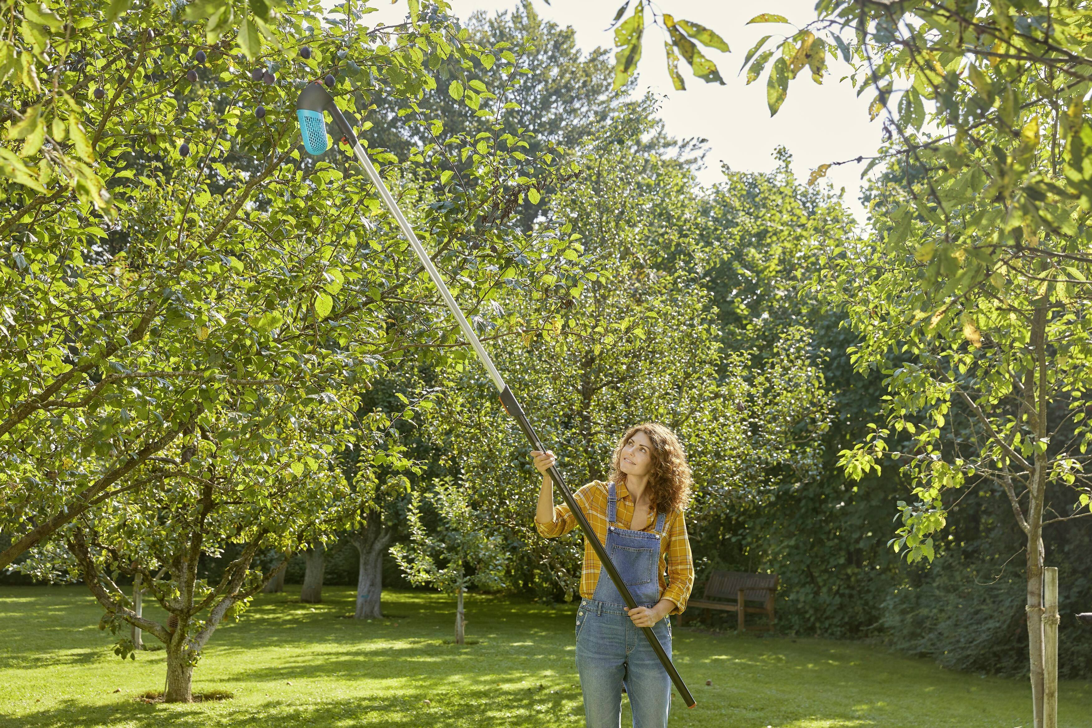 Eine Frau erntet mit einem Obstpflücker Äpfel von einem Baum in einem sonnigen Garten. Im Hintergrund sind weitere Bäume sichtbar.