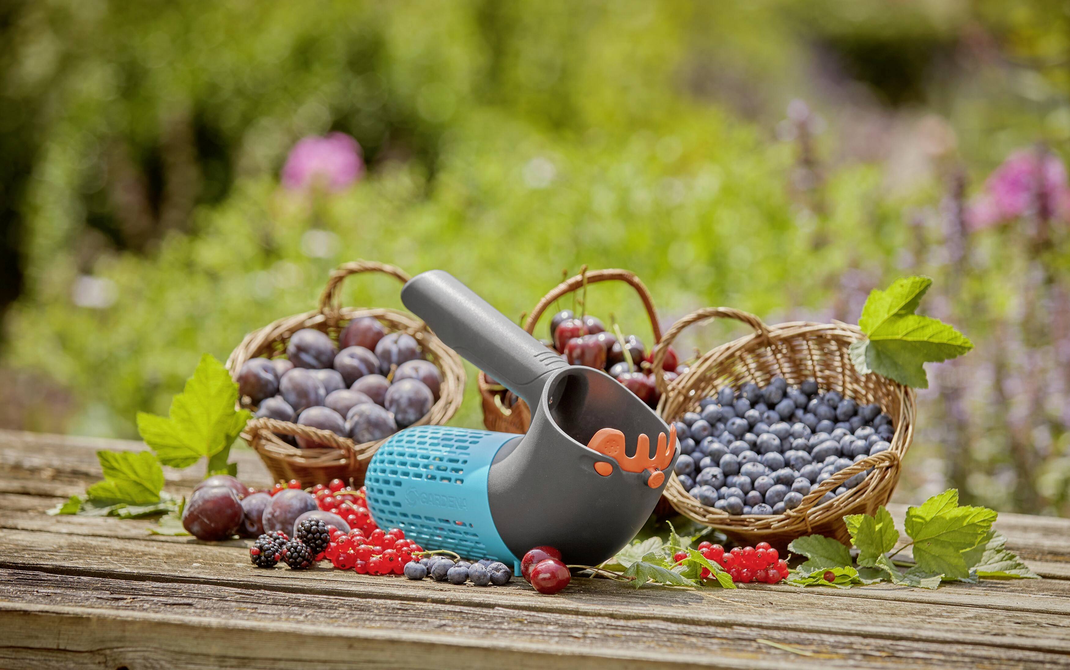 Ein Garten mit zwei Körben voller Beeren, einem Pflückwerkzeug und grünem Laub auf einem Holztisch, Hintergrund unscharf.