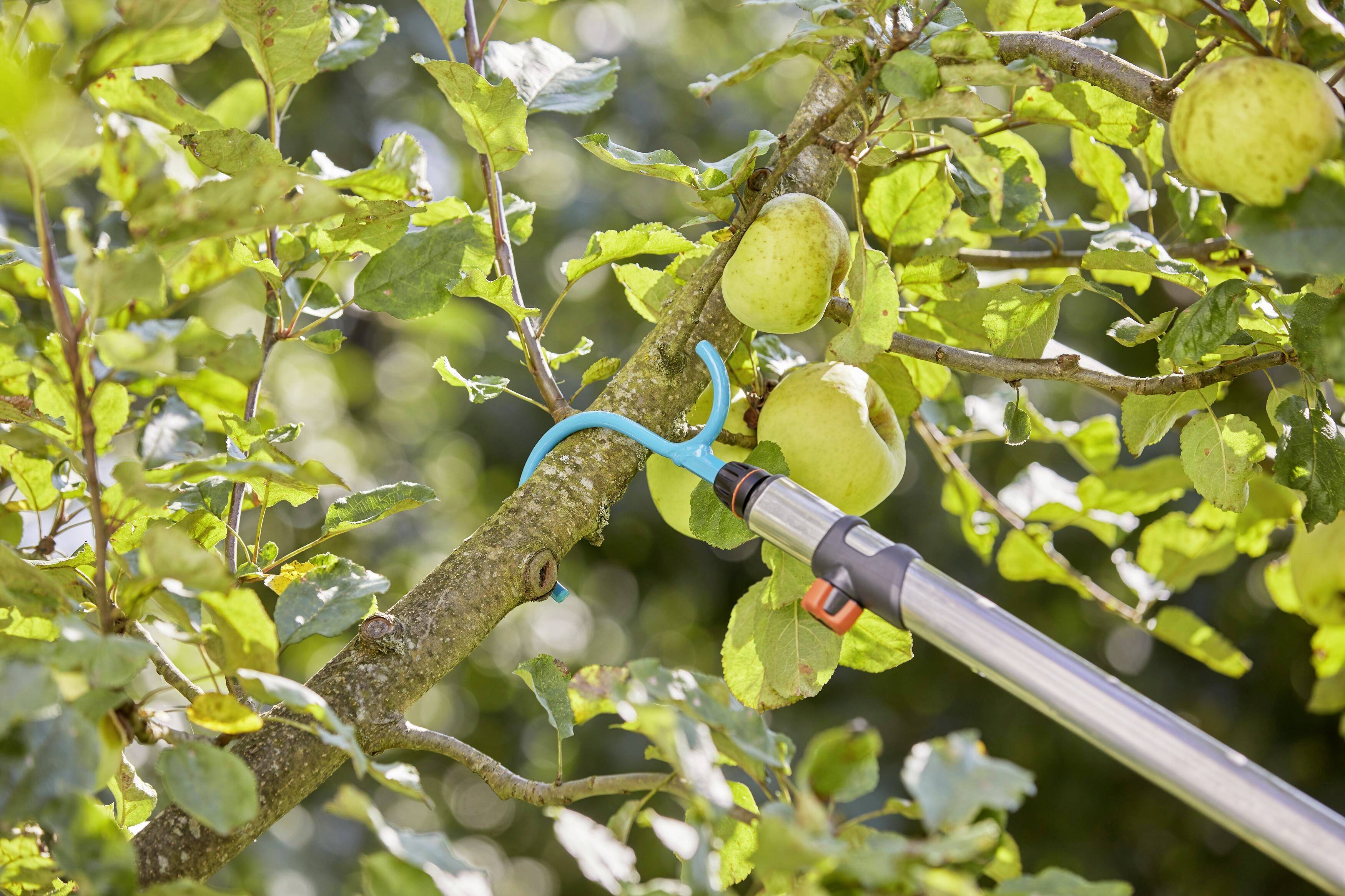 Ein Apfel wird mit einer langen Erntestange von einem Ast gepflückt. Der Baum hat grüne Blätter und trägt weitere Äpfel.