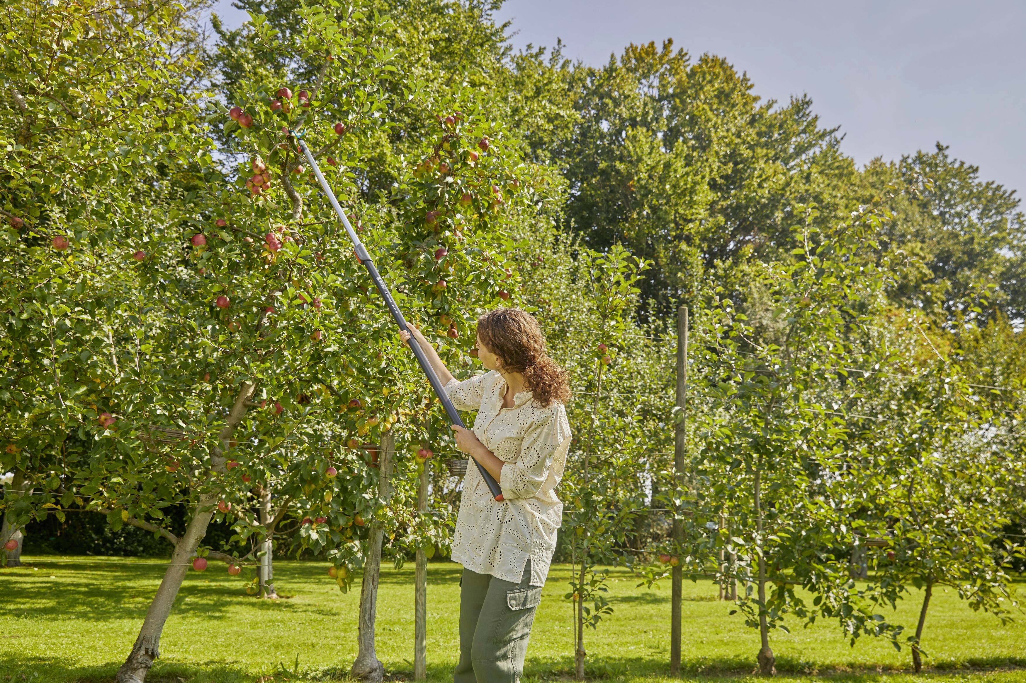 Eine Person pflückt mit einem langen Werkzeug Äpfel von einem Baum in einem Obstgarten an einem sonnigen Tag.
