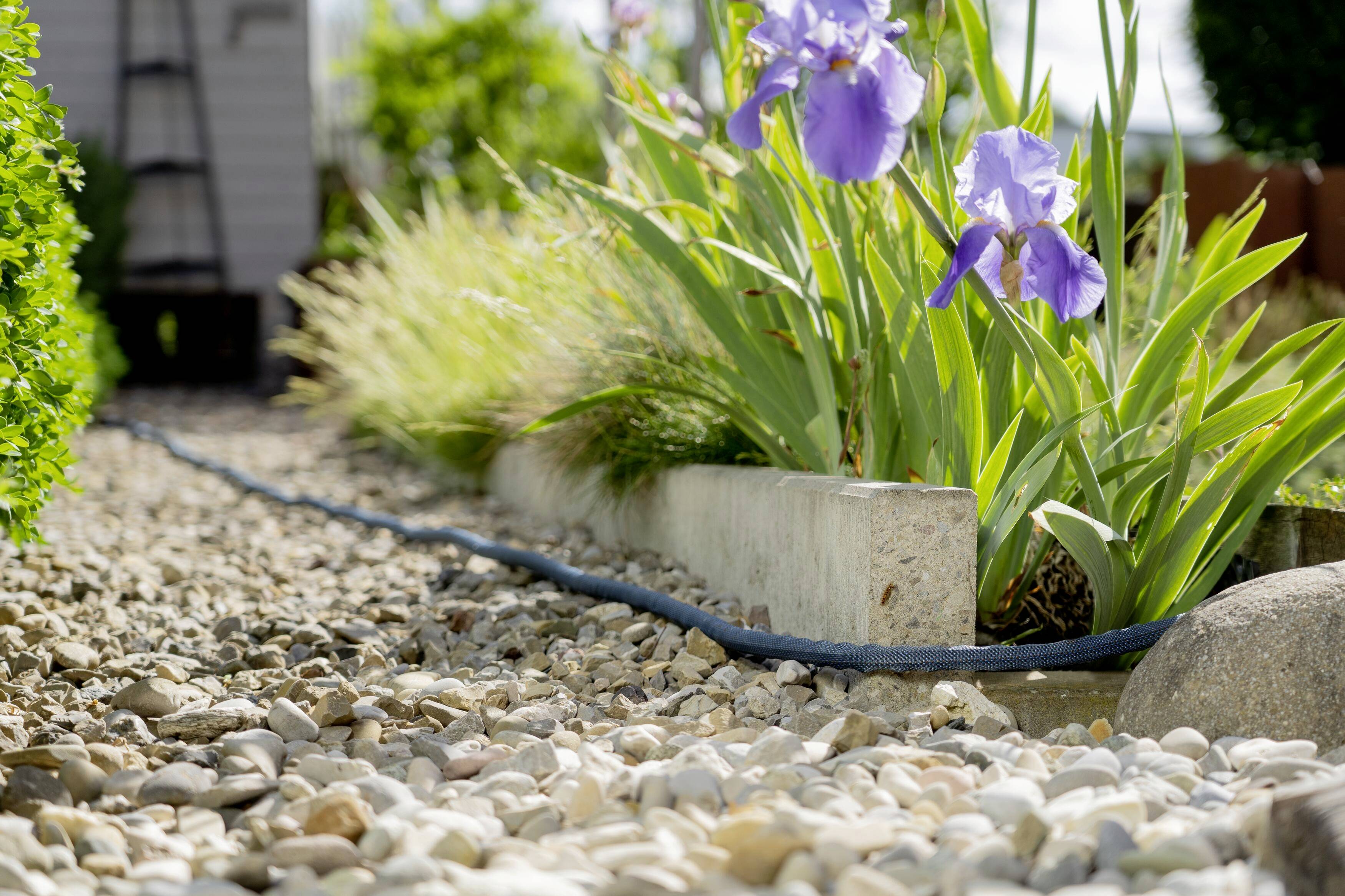 Gartenweg aus Kies mit blühenden lila Iris-Blumen am Rand in Hochbeet. Im Hintergrund ist ein Gartenhaus zu sehen. Ruhige Szene im Freien.