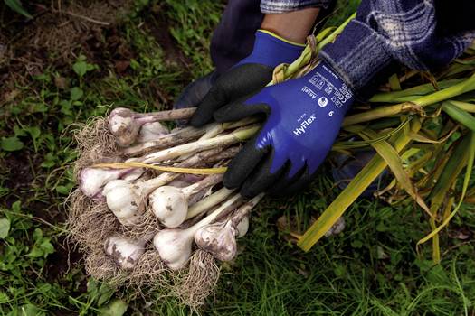 Eine Person mit blauen Arbeitshandschuhen hält frisch geernteten Knoblauch mit langen Stängeln und Wurzeln in einem Garten.