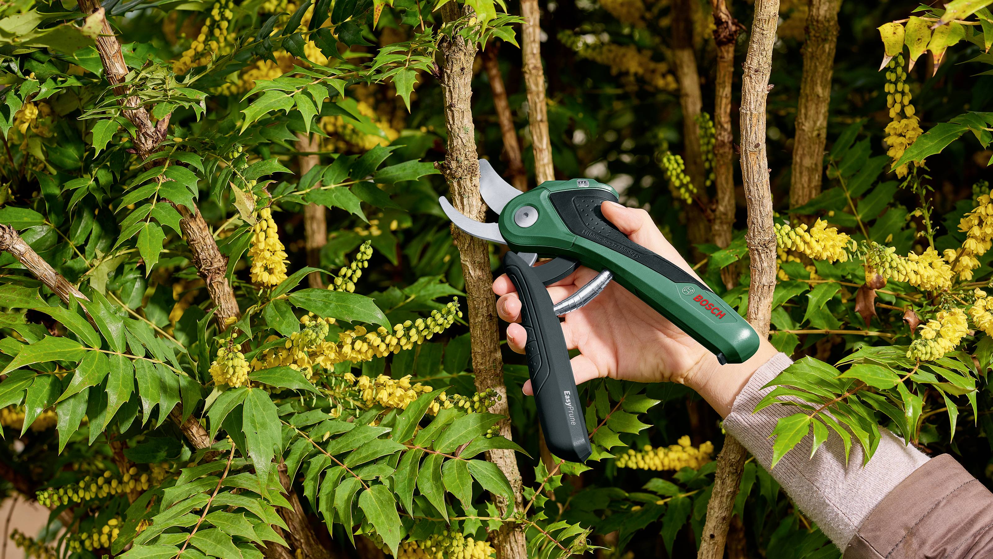 Eine Hand hält eine grüne Gartenschere und schneidet einen gelben blühenden Strauch.