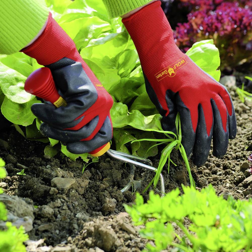 Person mit roten Handschuhen entfernt Unkraut mit einem Gartengerät aus Erde neben grünem Salat und anderen Pflanzen im Garten.