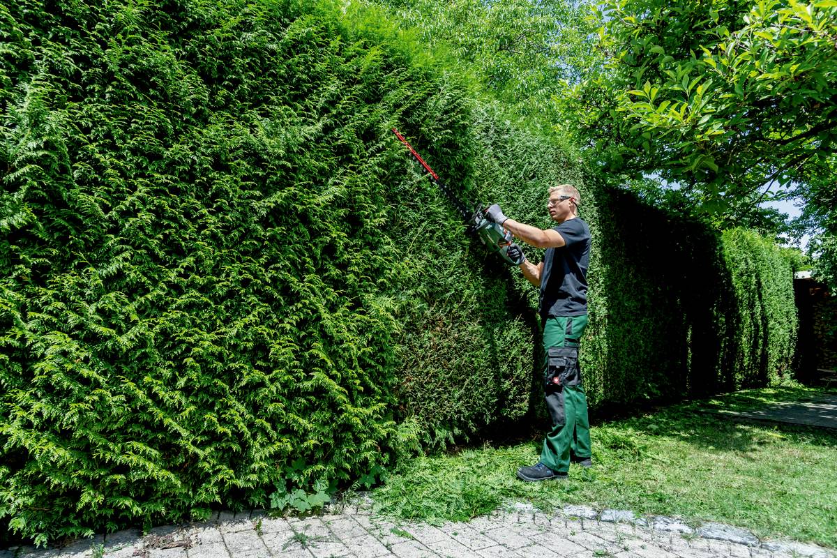 Ein Gärtner schneidet mit einer Heckenschere eine große grüne Hecke, um sie zu pflegen. Die Umgebung ist sonnig und grün.