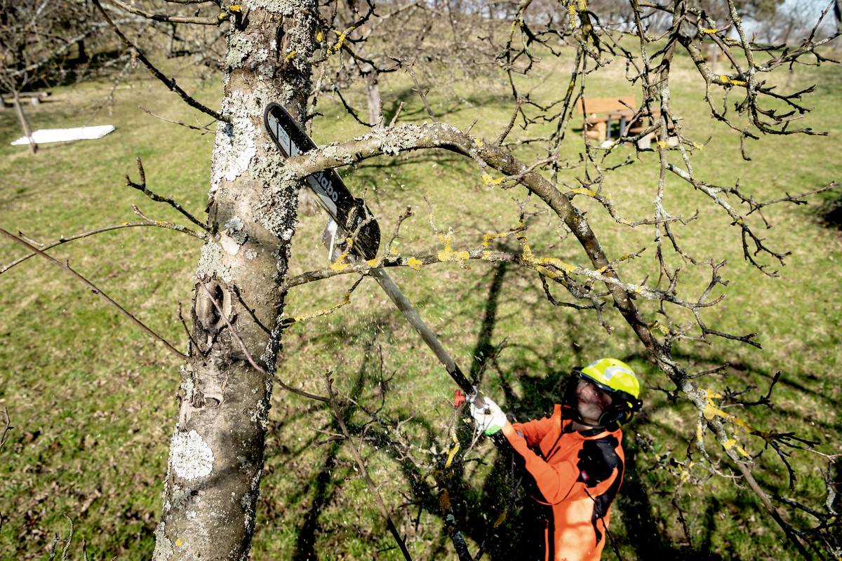 Person im Schutzanzug schneidet mit einer Motorsäge Äste eines Baums in einem Garten. Im Hintergrund ist eine grüne Wiese zu sehen.
