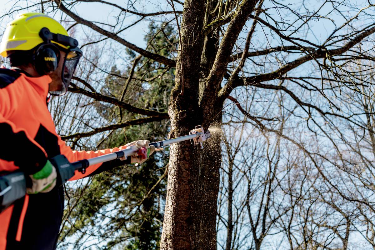 Eine Person fällt einen Baum mit einer elektrischen Kettensäge. Sie trägt Schutzkleidung und einen Helm.
