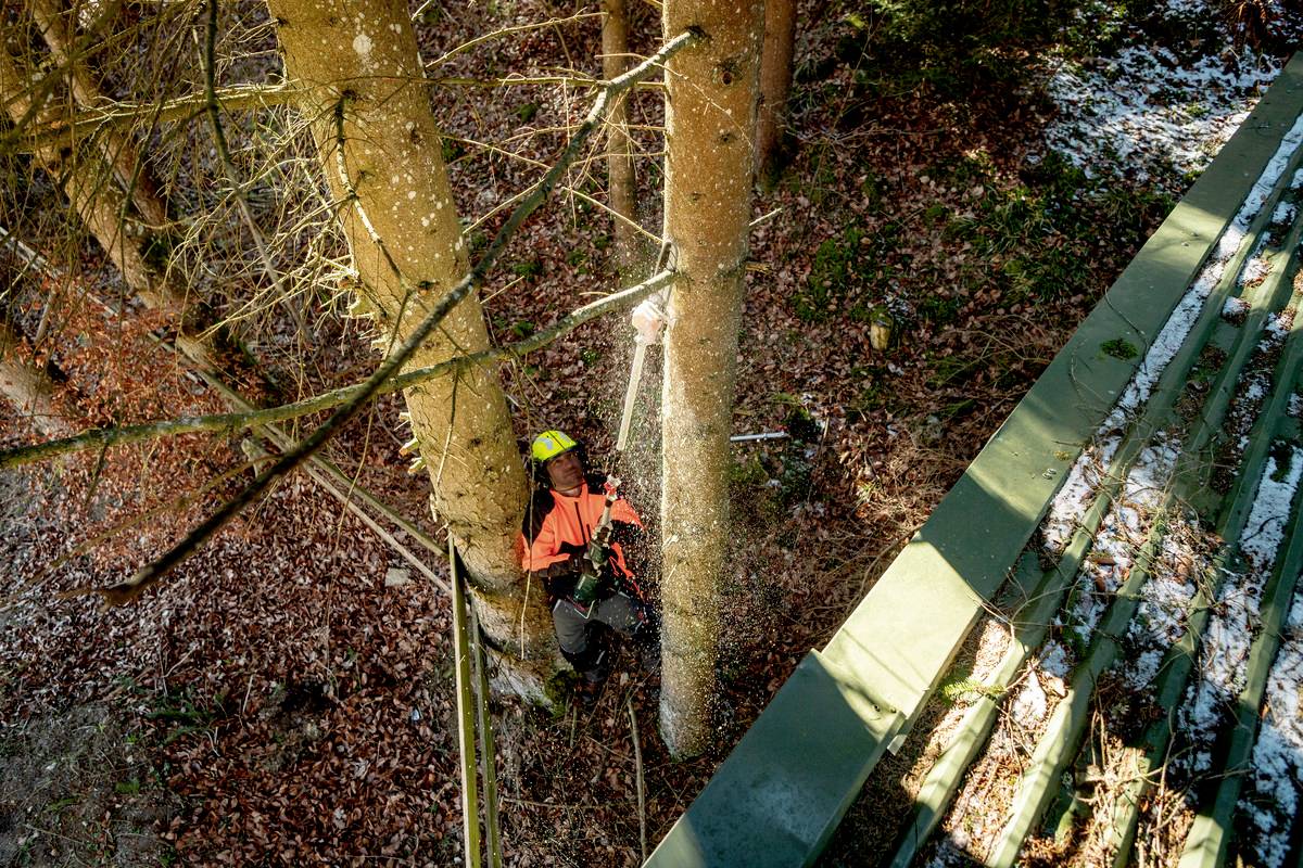 Ein Forstarbeiter, gesichert mit Seilen, steht zwischen zwei großen Bäumen und schneidet einen Ast, während er Schutzkleidung trägt.