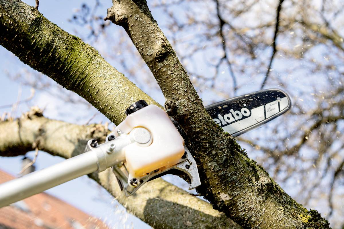Eine Motorsäge schneidet einen Ast von einem Baum. Im Hintergrund sind unscharfe Äste und der blaue Himmel sichtbar.