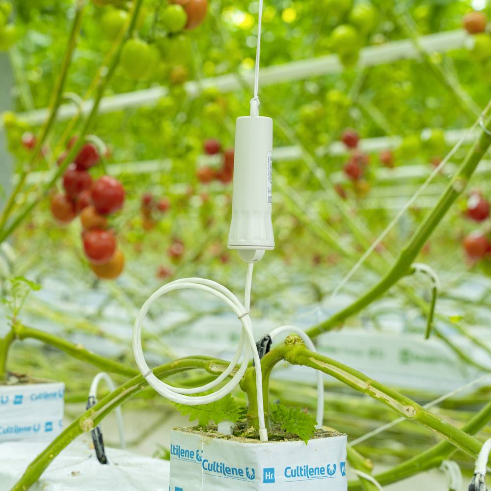 Aranet TDSPT002.050 Temperatur-Datenlogger Messgröße Temperatur -55 bis 105°C