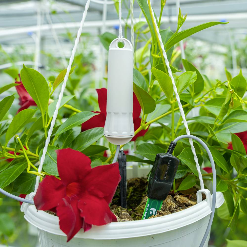 Aranet TDSPSM02.050 Bodenfeuchte-Datenlogger