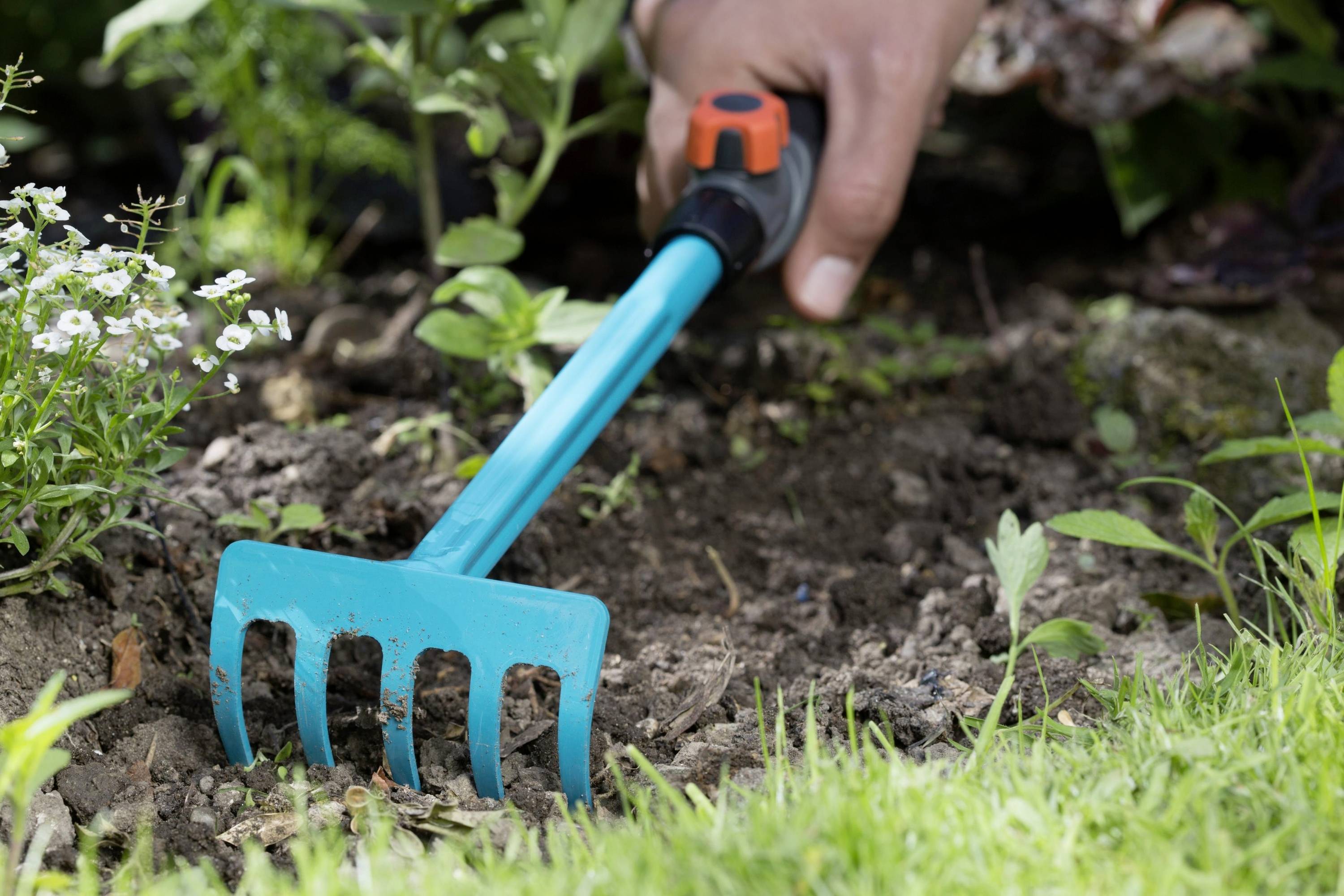 Eine Person gräbt mit einer hellblauen Handharke in einem Garten, umgeben von grünen Pflanzen und kleinen weißen Blüten.