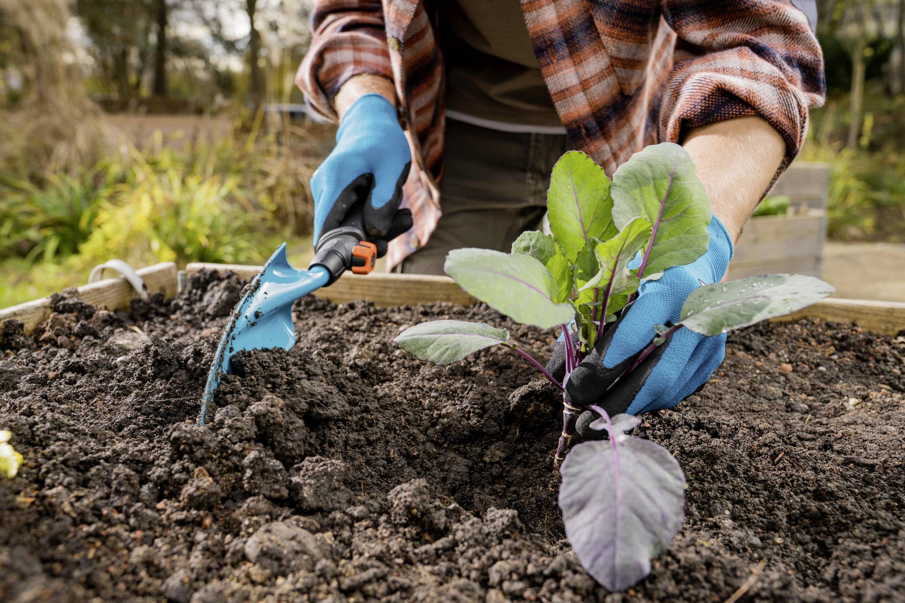 Person pflanzt Kohlsetzling in einem Hochbeet. Hände tragen blaue Handschuhe, halten eine kleine Schaufel. Garten im Hintergrund.