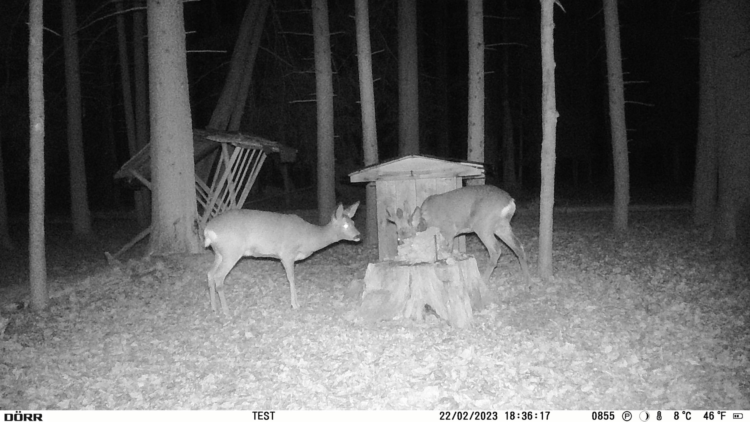 DÖRR SnapShot Mini Black 30MP 4K Wildkamera 30 Megapixel Zeitrafferfunktion, Black LEDs, Tonaufzeichnung Oliv-Braun