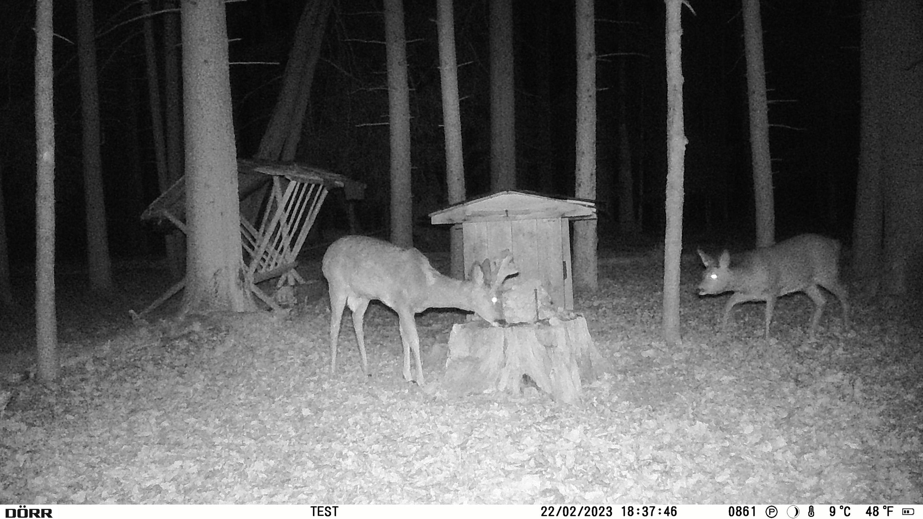 DÖRR SnapShot Mini Black 30MP 4K Wildkamera 30 Megapixel Zeitrafferfunktion, Black LEDs, Tonaufzeichnung Oliv-Braun