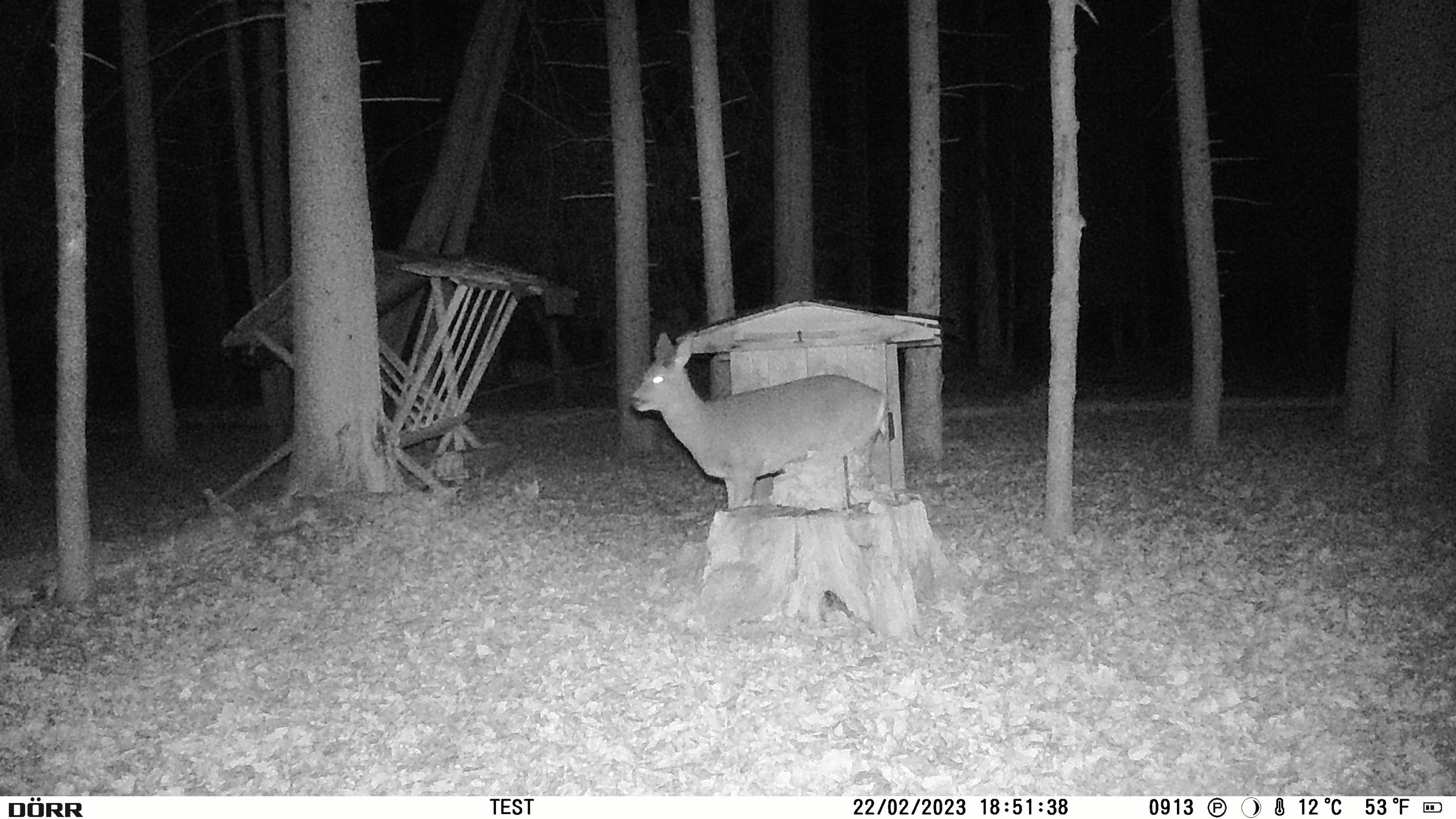 DÖRR SnapShot Mini Black 30MP 4K Wildkamera 30 Megapixel Zeitrafferfunktion, Black LEDs, Tonaufzeichnung Oliv-Braun